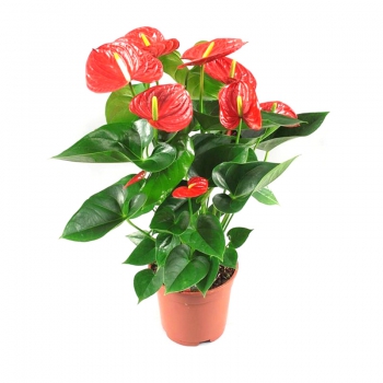 Plants Anthurium Syria