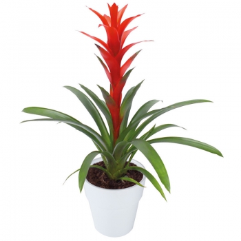 Plants Gozmania Syria