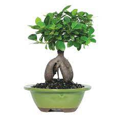 Plants Bonzai Syria