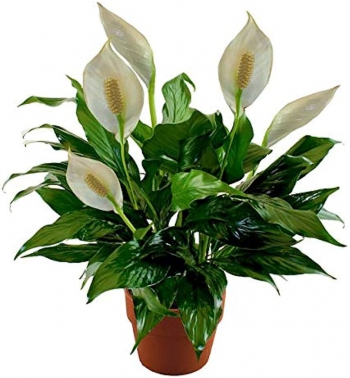 Plants Peace Lily Syria